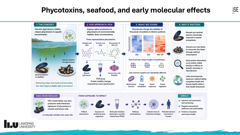 HALOBISE diagram linking phycotoxins, seafood exposure, molecular interactions and potential biological effects